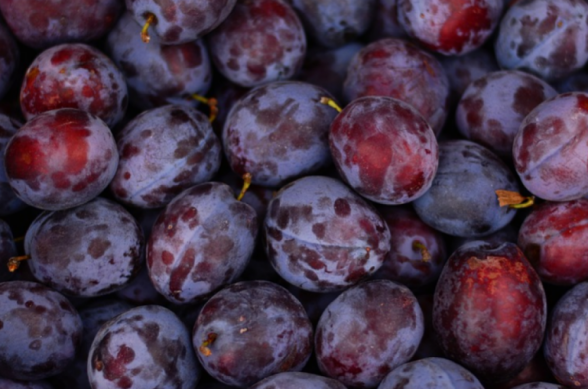 Ռուսաստան մատակարարված 18 տոննա ադրբեջանական սալորի խմբաքանակում արևելյան ցեց է հայտնաբերվել